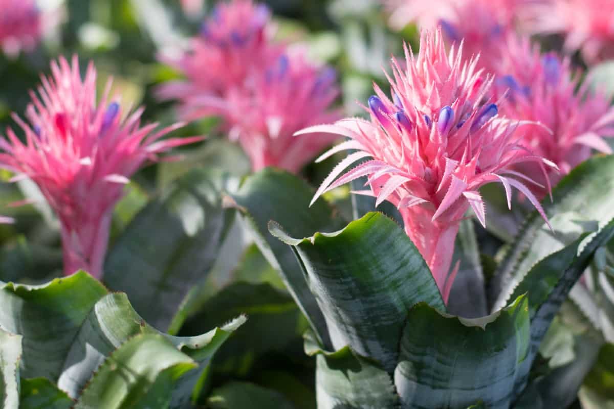 Bromeliads come in many different styles and all adapt to indoor conditions quite well.