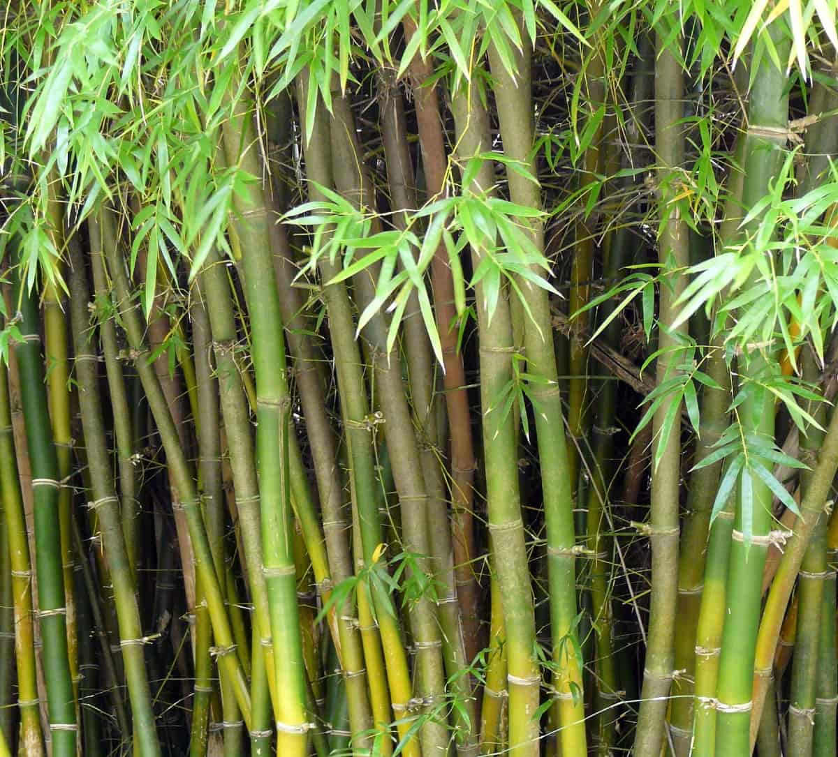 Swelling in the middle gives buddha belly bamboo its name.