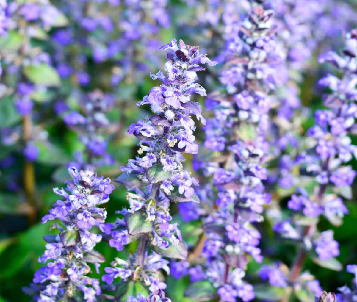 Bugleweed blooms in spring.