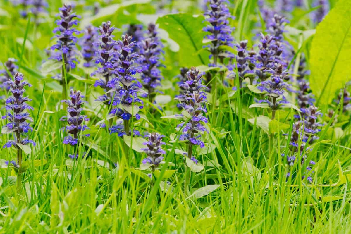 Bugleweed is a fast growing ground cover.