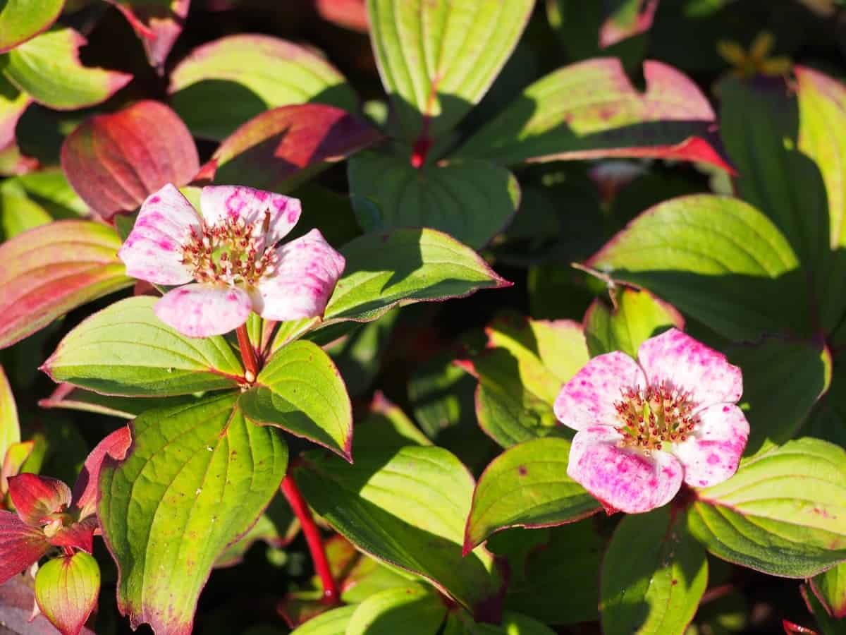 Bunchberry is a type of creeping dogwood.