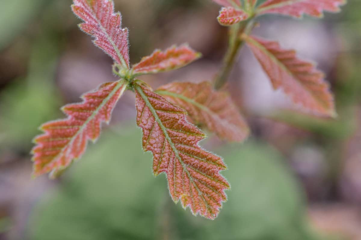 Bur oaks are natives of North America.