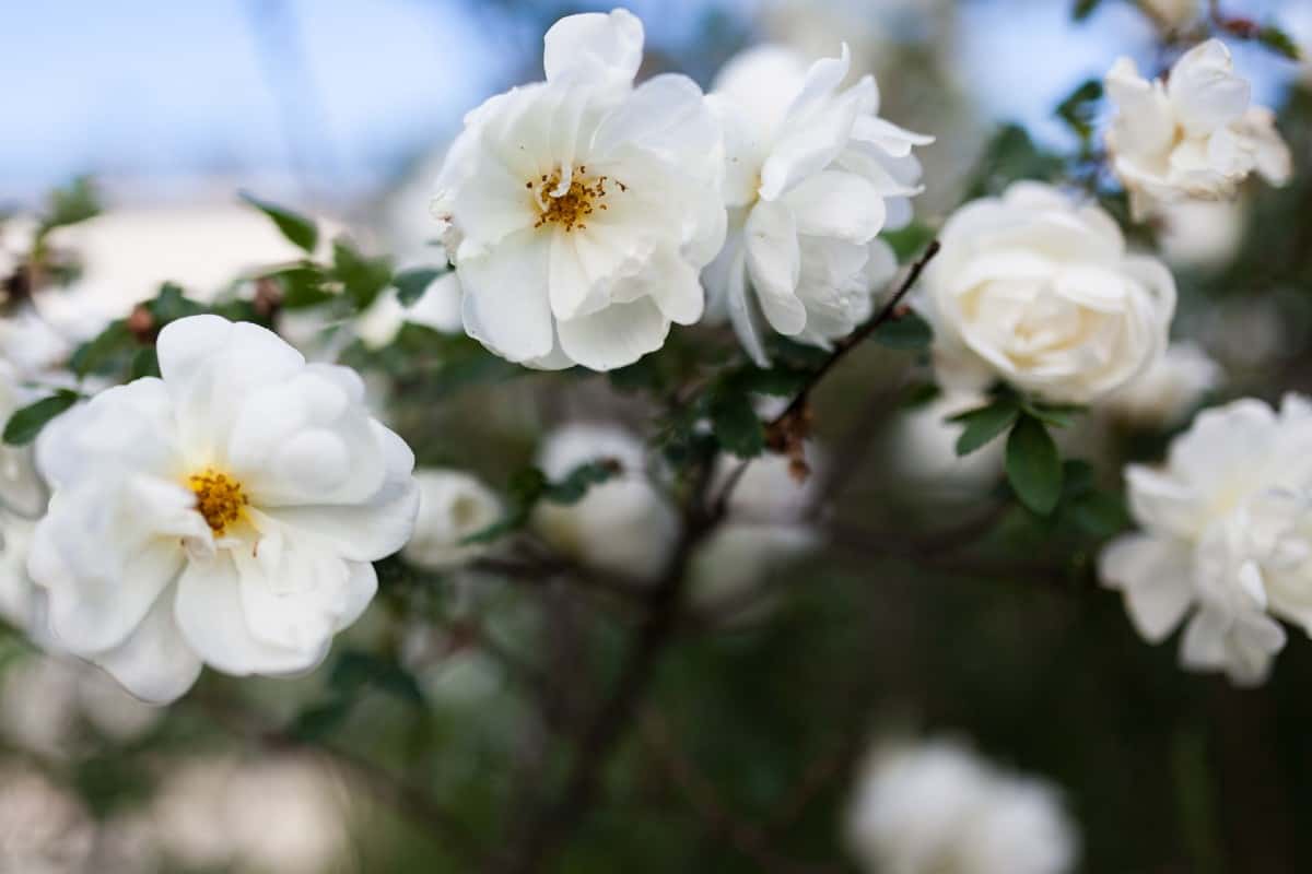 The burnet rose is also known as the Scotch rose.