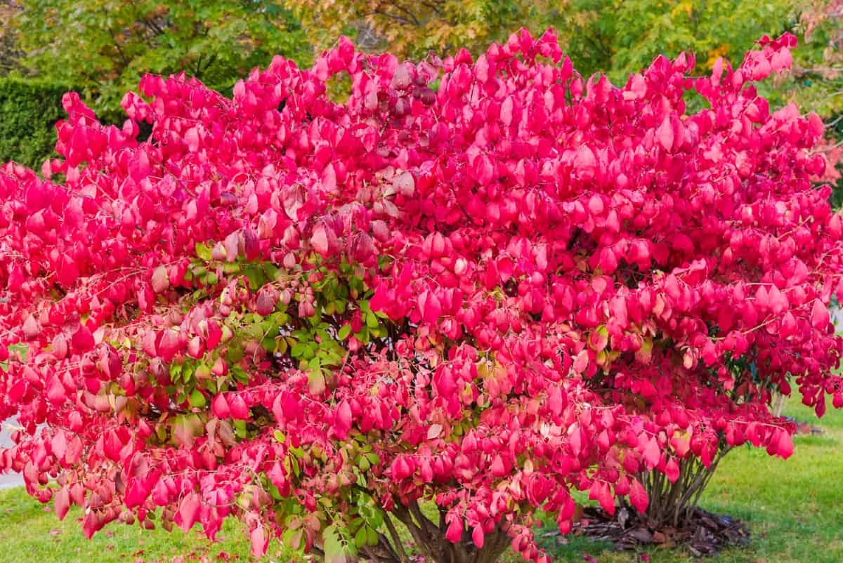 Burning bush is a stunning shrub for fall color.