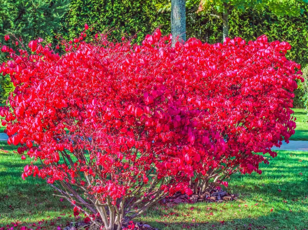 Burning bushes planted in a row make a bright red hedge.