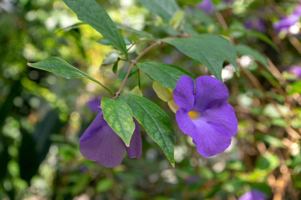 Bush clock vines make excellent fragrant hanging plants.