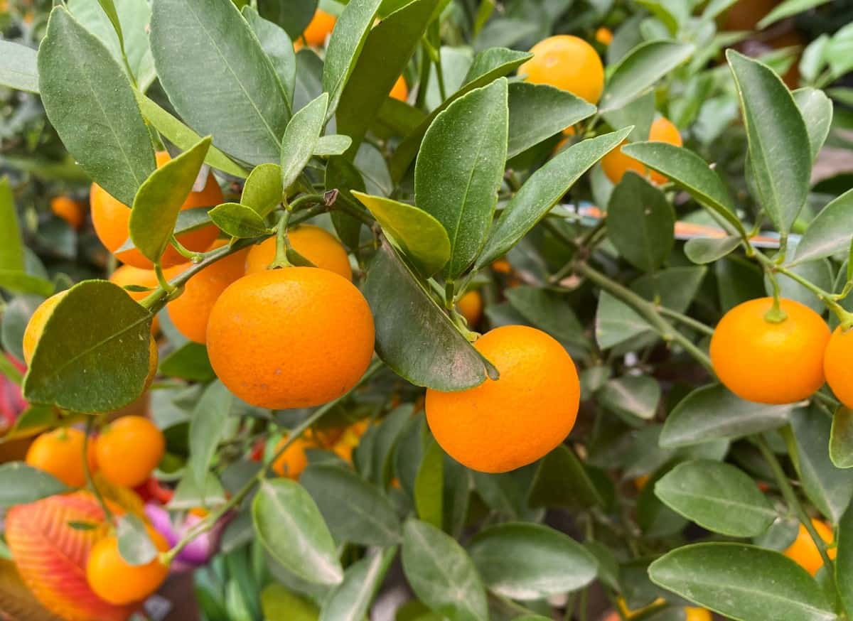 Calamansi is also called the Calamondin.
