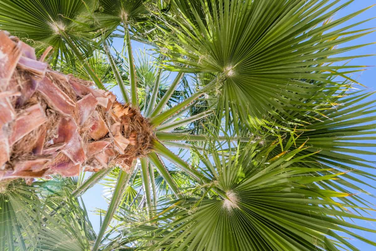 California fan palm trees love full sun and desert climates.