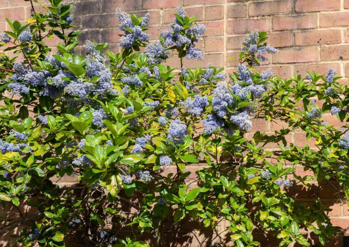 The California lilac is a fragrant shrub.