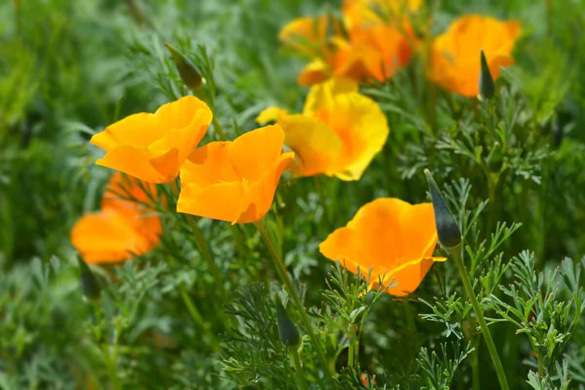 The California poppy is California's state flower.