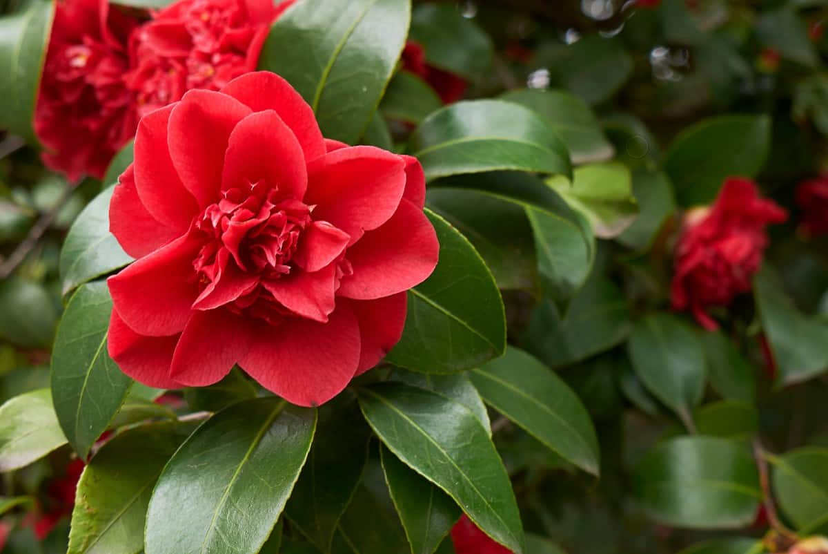 Camellias grow slowly and have bright winter blooms.