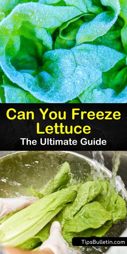 Learn how to prolong the expiration date of your lettuce by freezing. Freeze lettuce leaves and add them to soup, stir fry, quiche, and casserole just like spinach. Make frozen lettuce cubes to toss in green smoothies and stock. #freezing #lettuce #howtofreezelettuce #freezinglettuceleaves