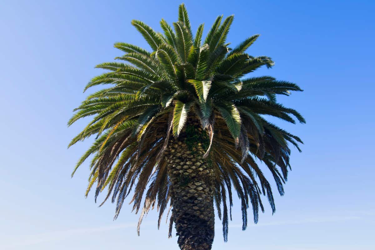 Canary island date palms work well in containers in colder climates.