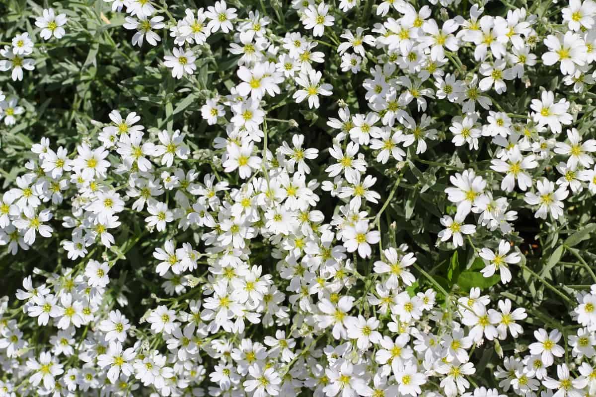 Candytuft does well in virtually every hardiness zone.