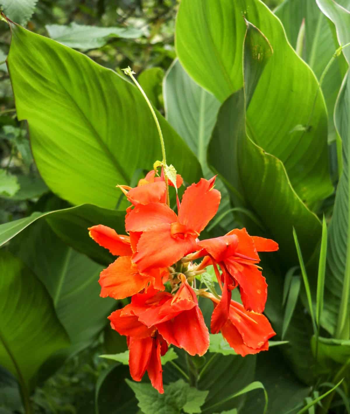 Canna lilies are tall plants with large, bright flowers.