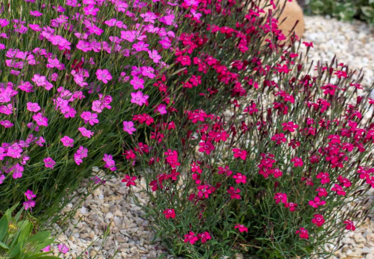 Carnations are perennials with a spicy scent.