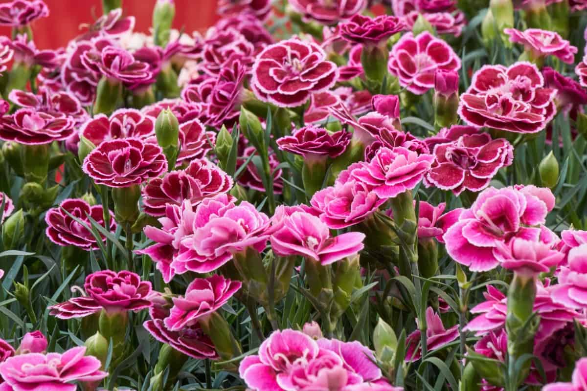 Carnations require regular watering.