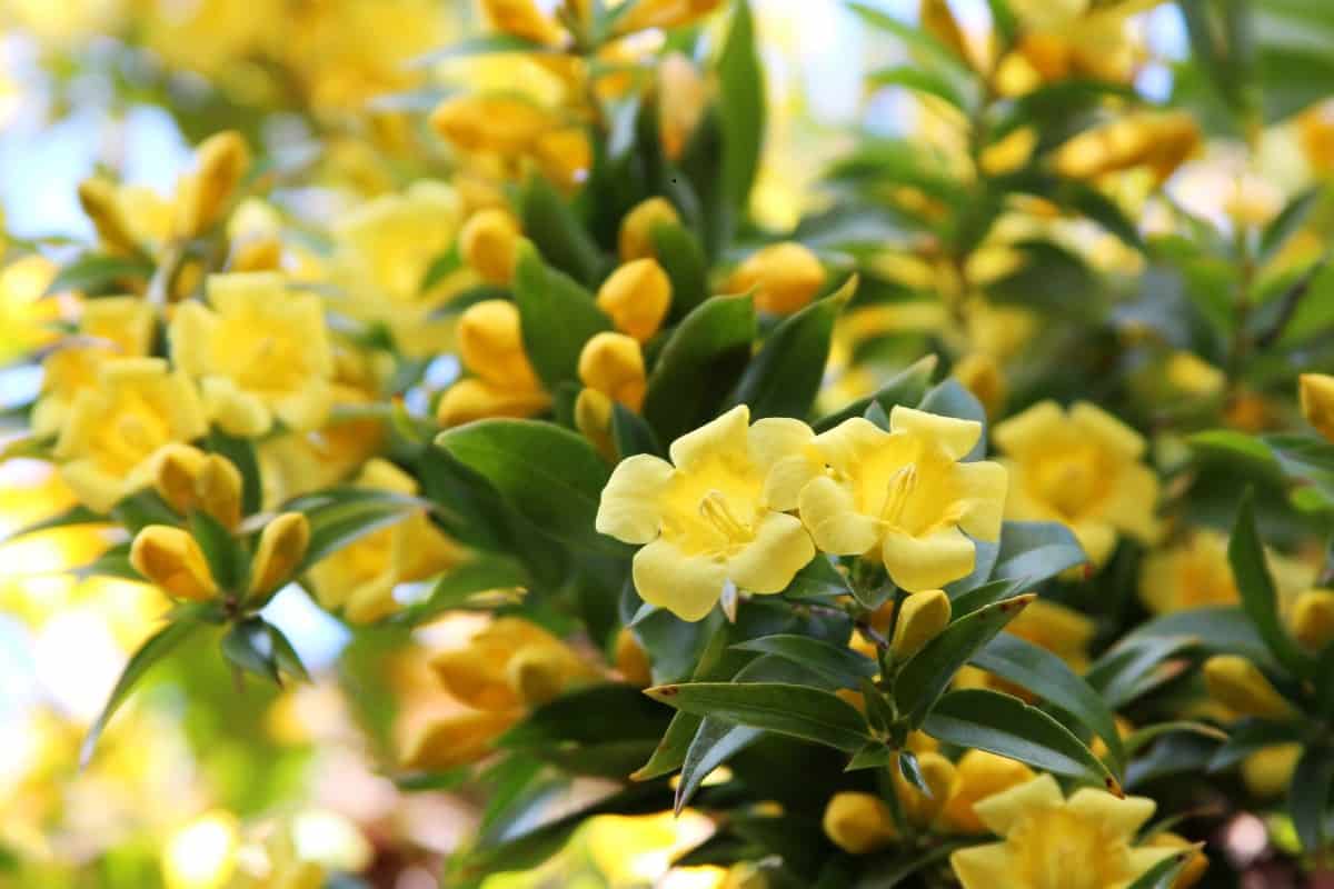 Carolina Jessamine is a vine that is native to the SE United States.