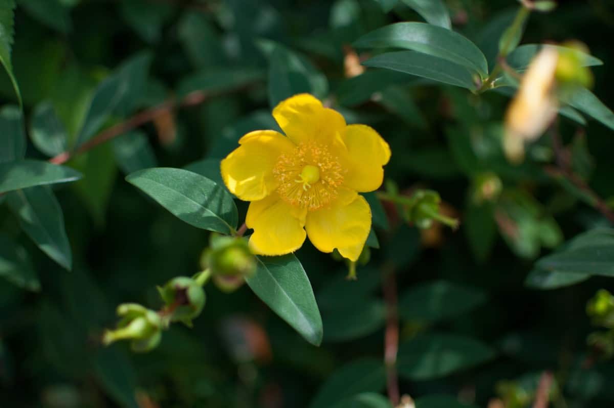 Carolina jessamine is an evergreen vine.