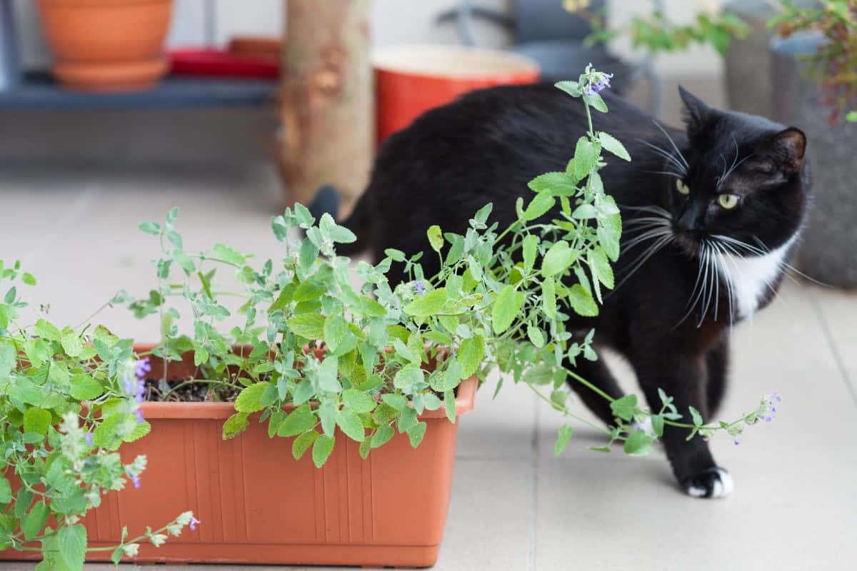 Catnip is a fun plant for children to grow and give the family cat.