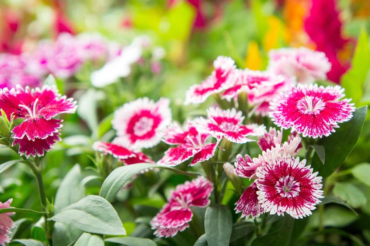 China pinks are named for the fringed flowers that look like they were cut with pinking shears.