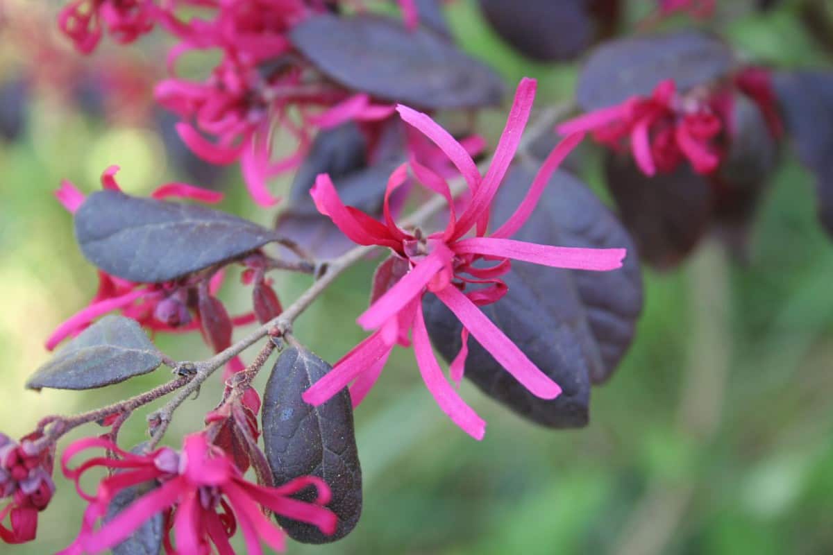 The Chinese fringe flower is drought tolerant.