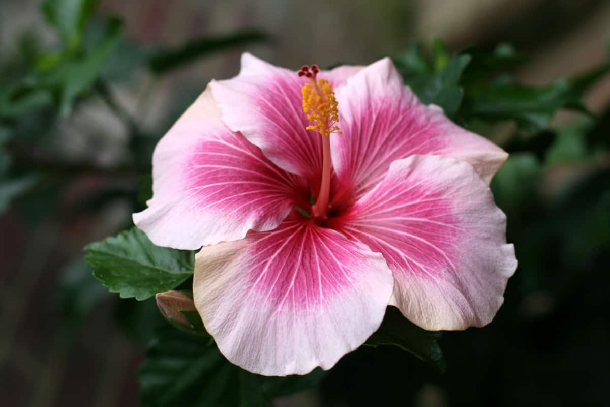 Chinese hibiscus doesn't handle cold well so keepit in a pot if you live in a colder climate so you can bring it inside.
