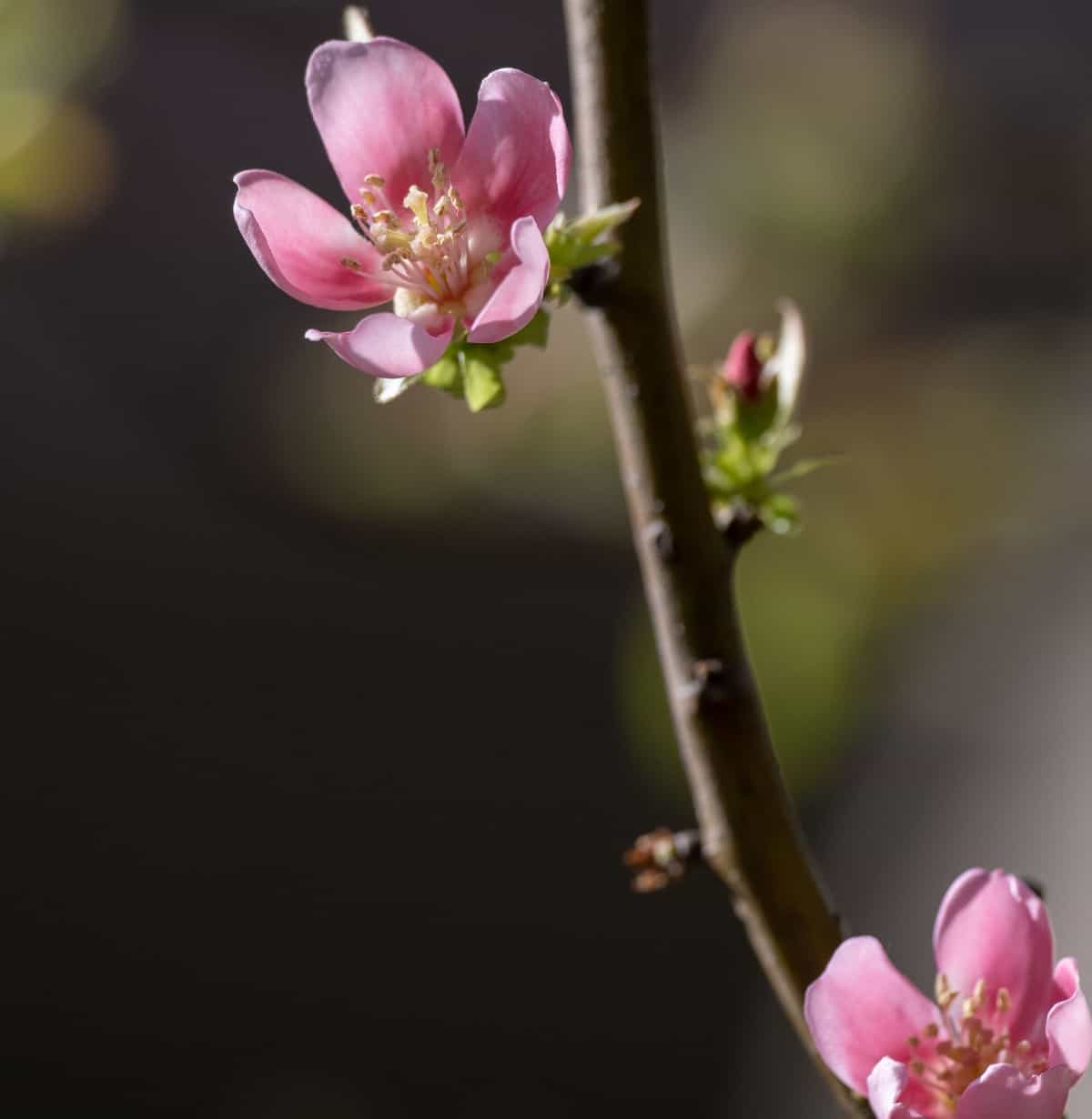 Chinese quince trees have fruit that makes a great jelly.