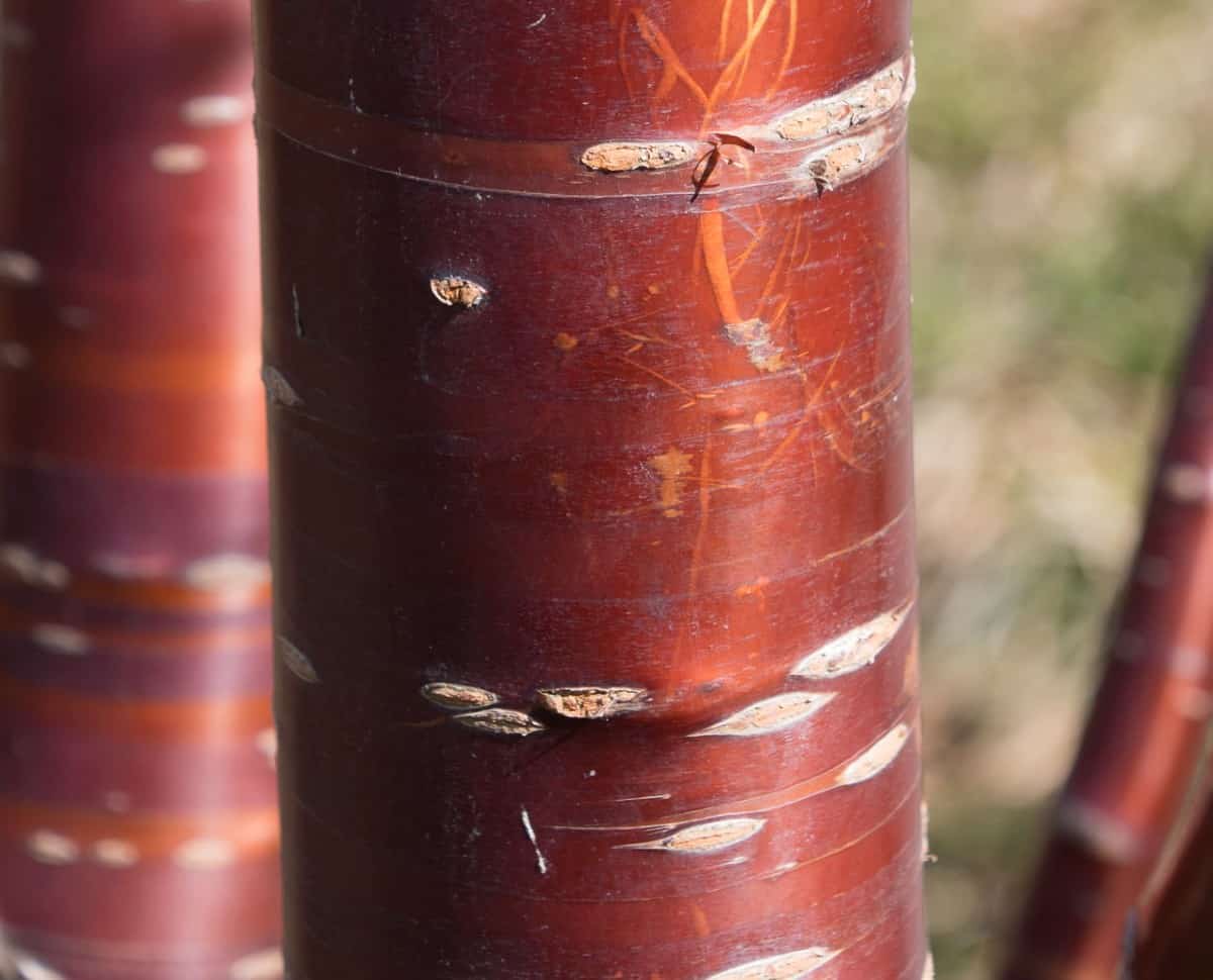 Chinese red birch has a coppery bark that peels.