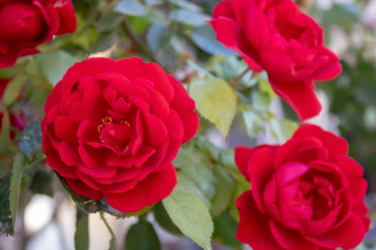 Chinese roses have small but regular blooms.