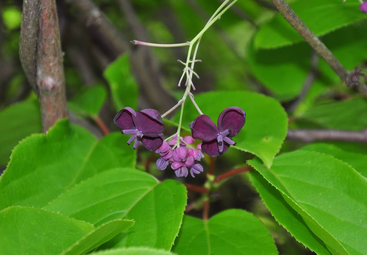 The chocolate vine has a spicy, chocolaty scent.