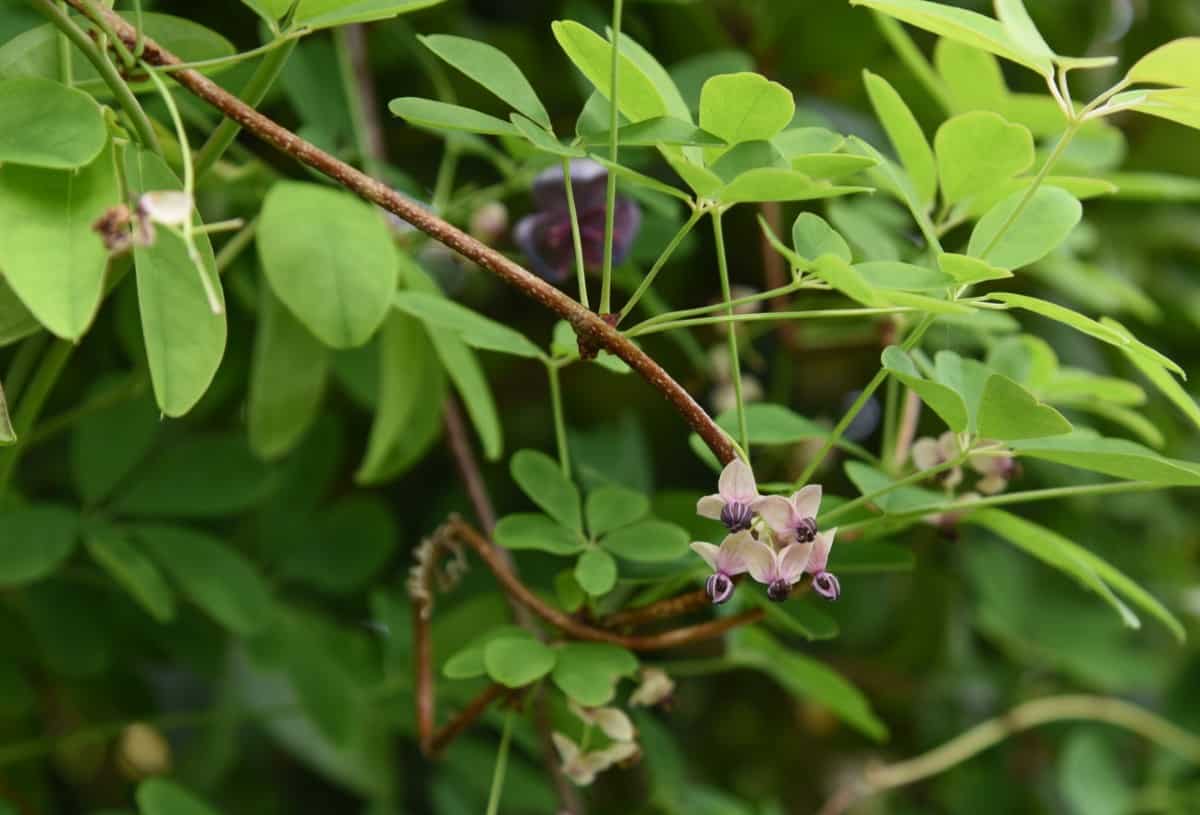 The chocolate vine smells delightfully chocolatey.