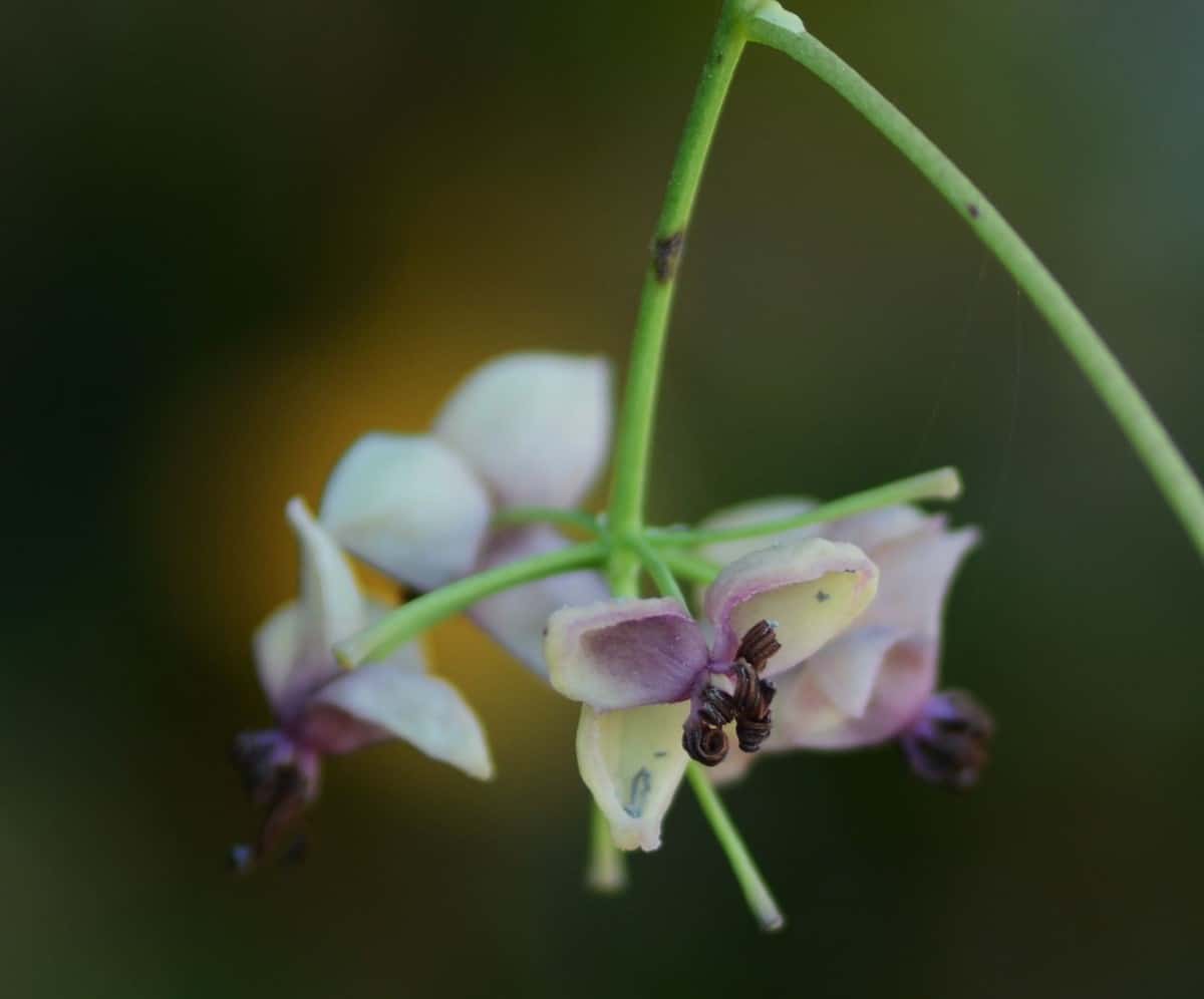 The chocolate vine has a spicy vanilla scent.