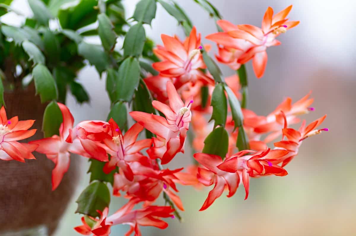 Christmas cactus blooms better in brighter light.