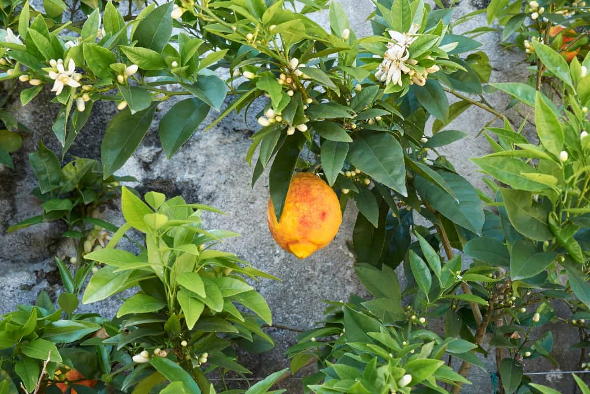 Citron trees are slow growers.