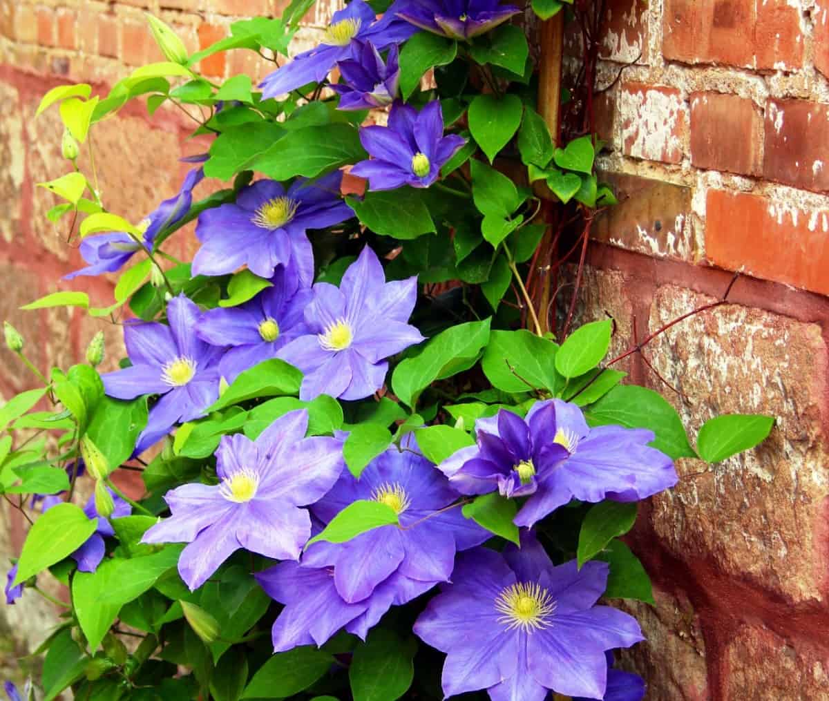 The clematis is a long-blooming flowering vine.