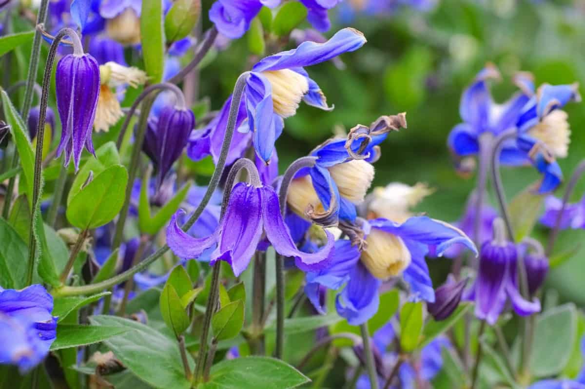 Clematis is ideal as a ground cover or for climbing a trellis.