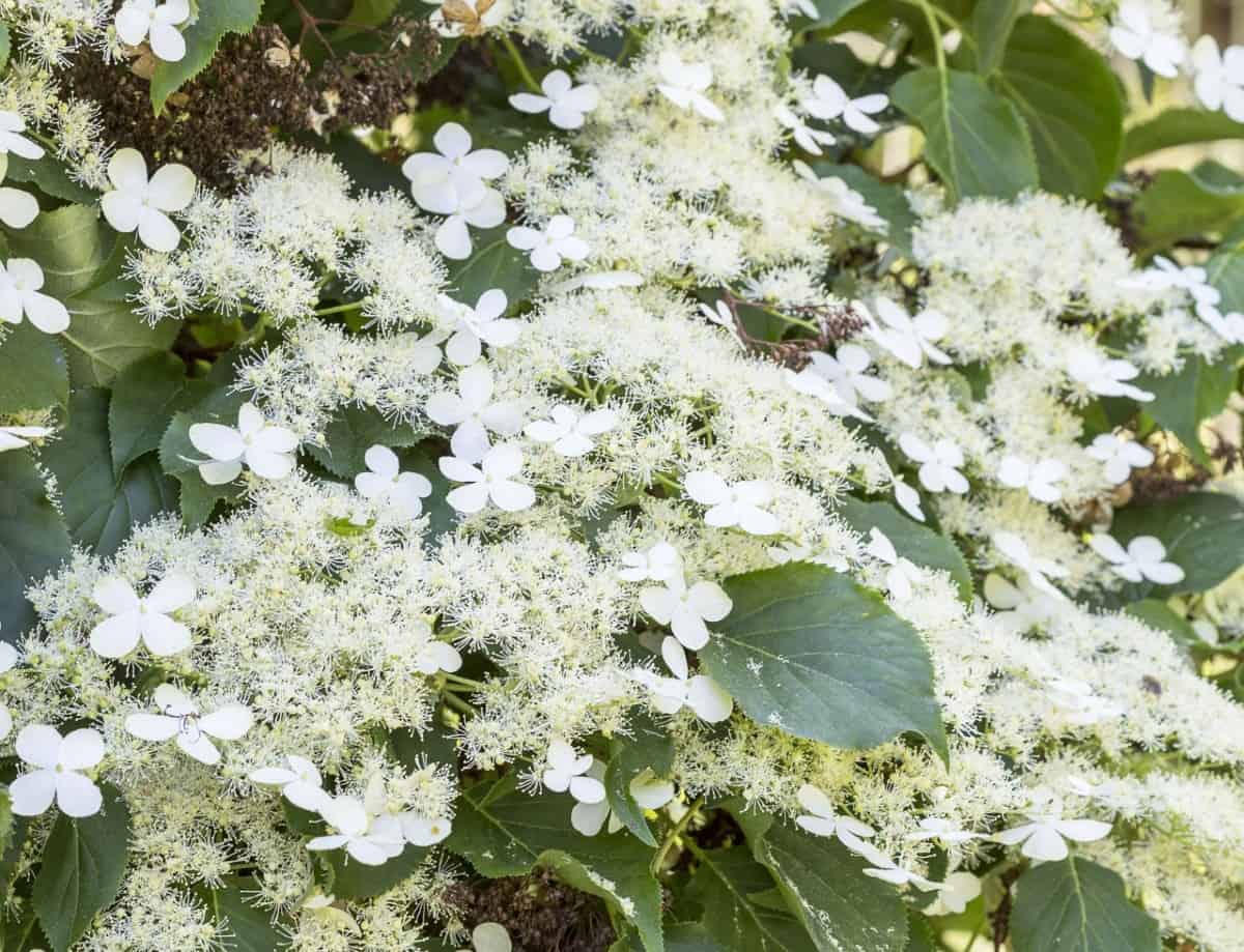 Climbing hydrangeas can grow up to 50 feet long.