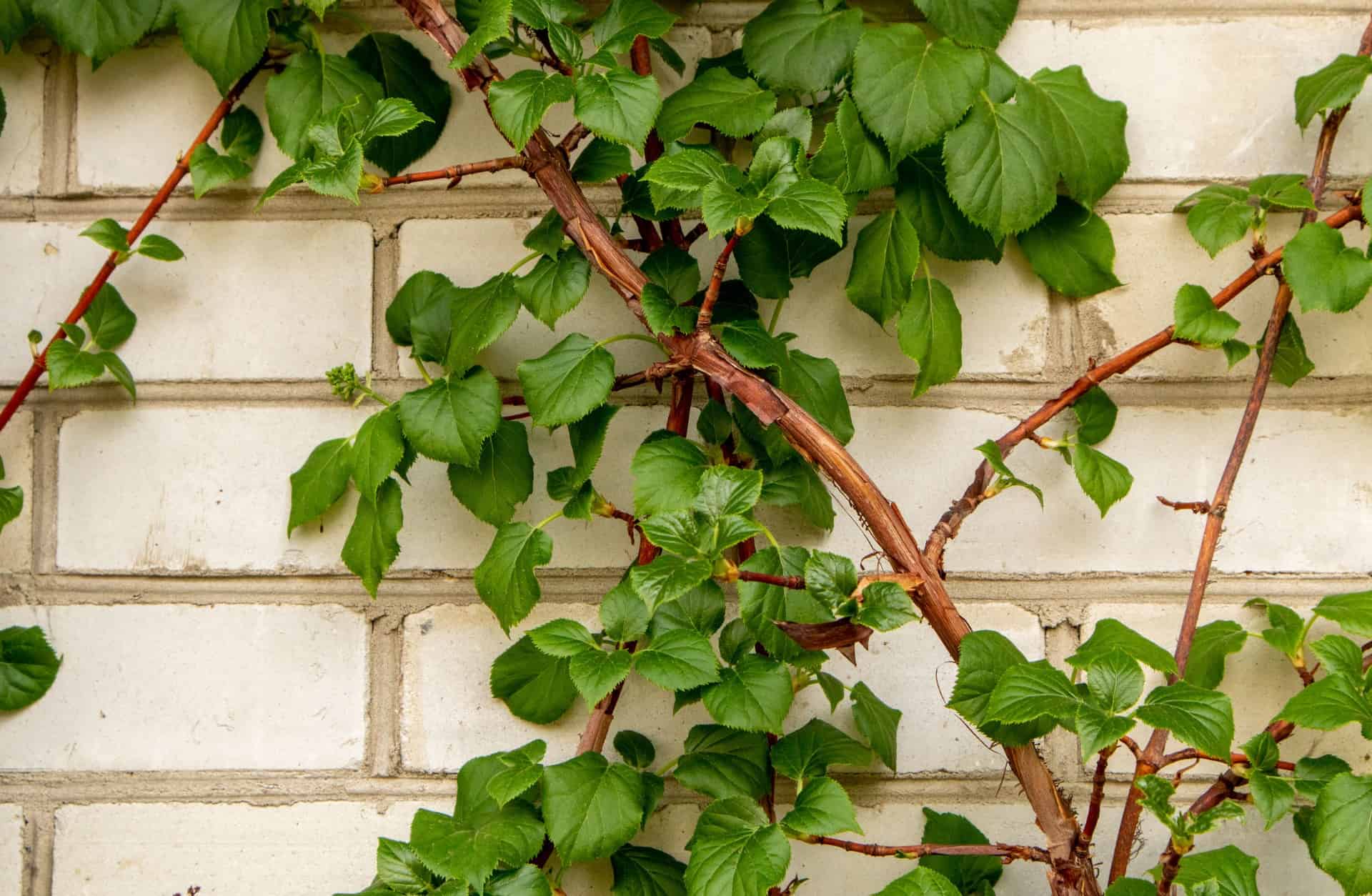 The climbing hydrangea can grow up to 50 feet long.