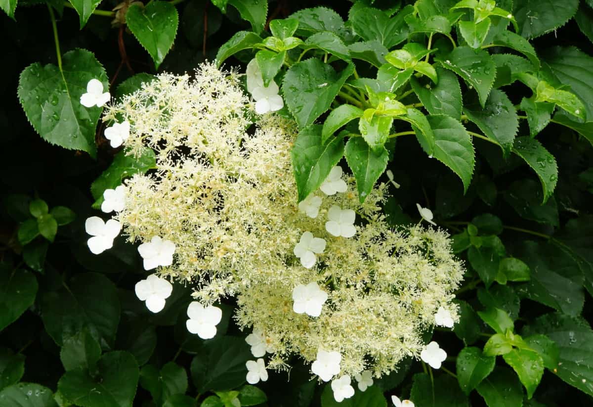 Climbing hydrangeas have pretty white flowers.