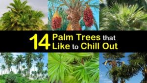 Cold Hardy Palm Trees titleimg1