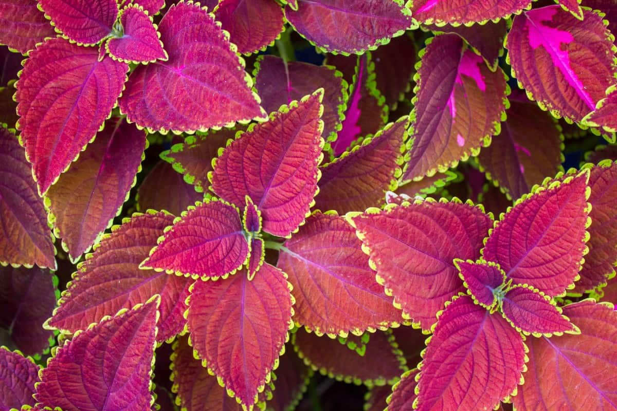 Coleus is well-known for its striking leaf patterns.