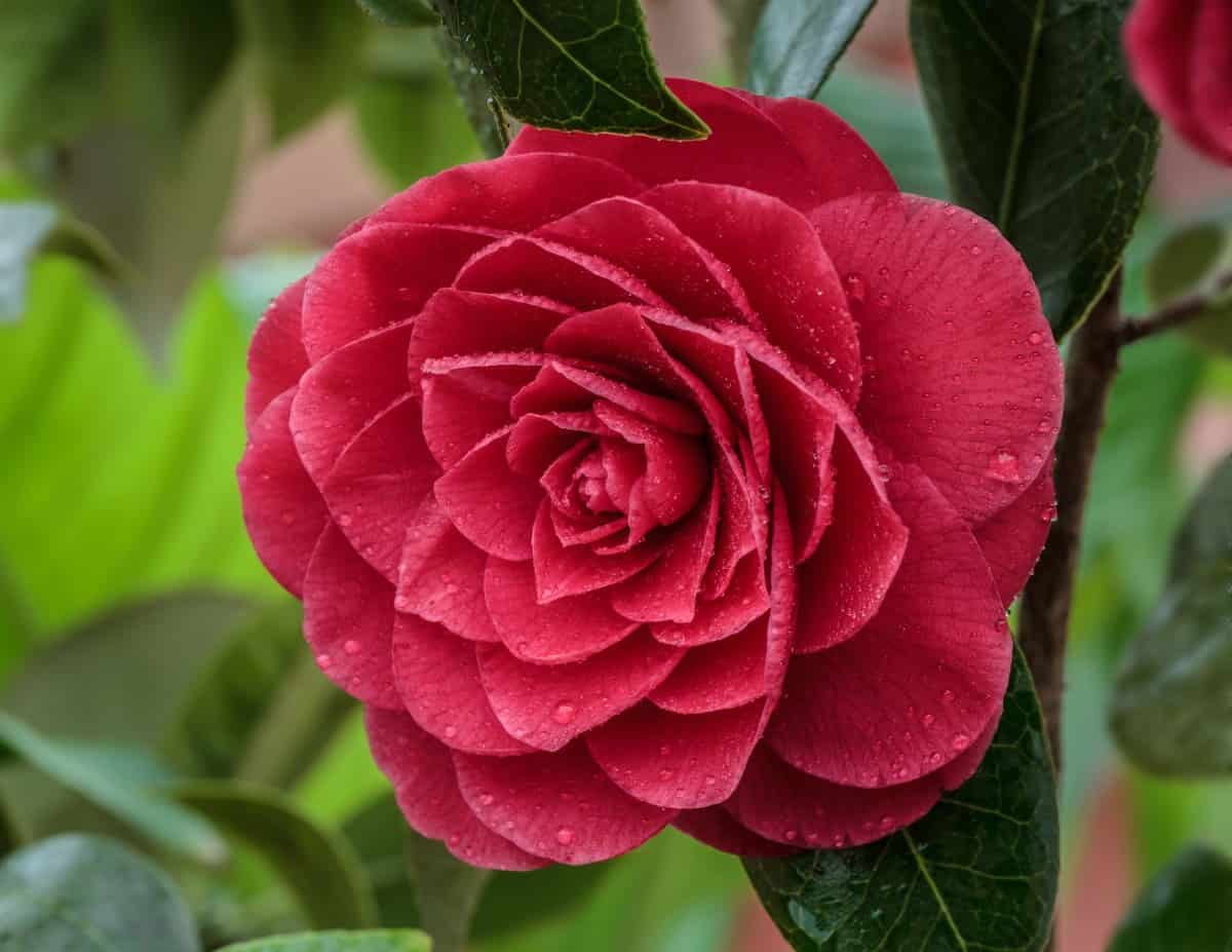 The common camellia offers gorgeous winter-time blooms.