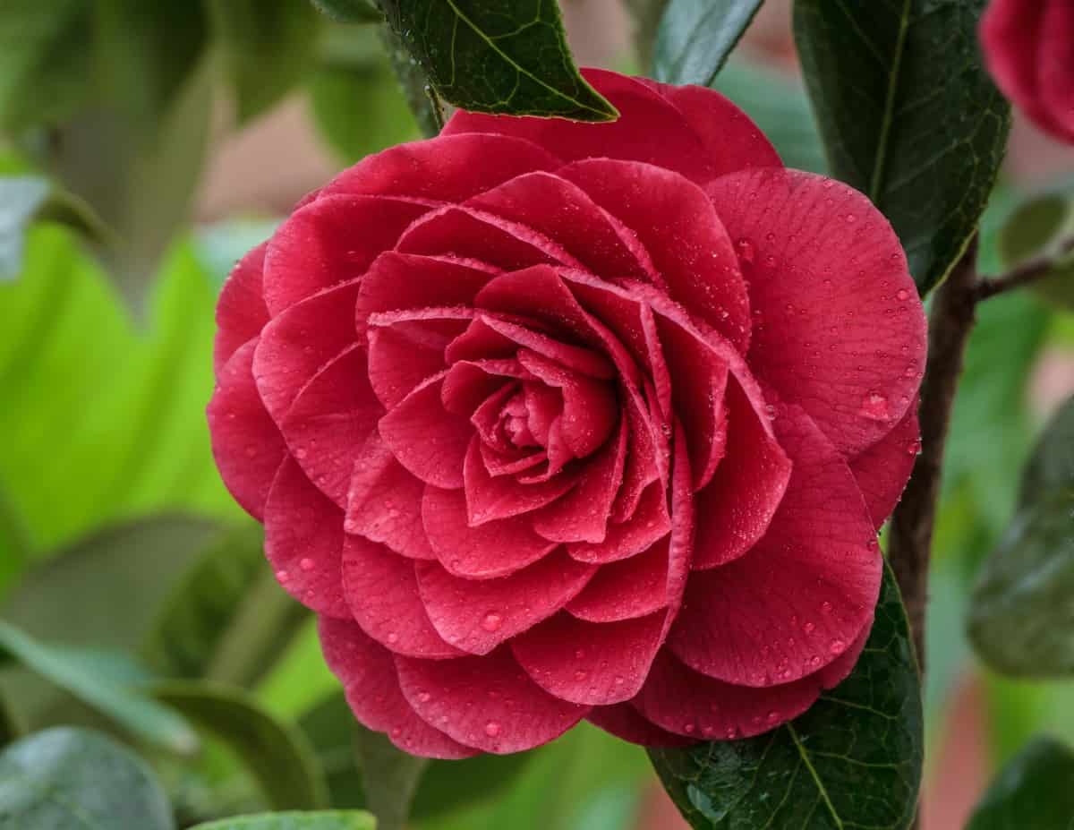 14 Breathtaking Shrubs for Winter