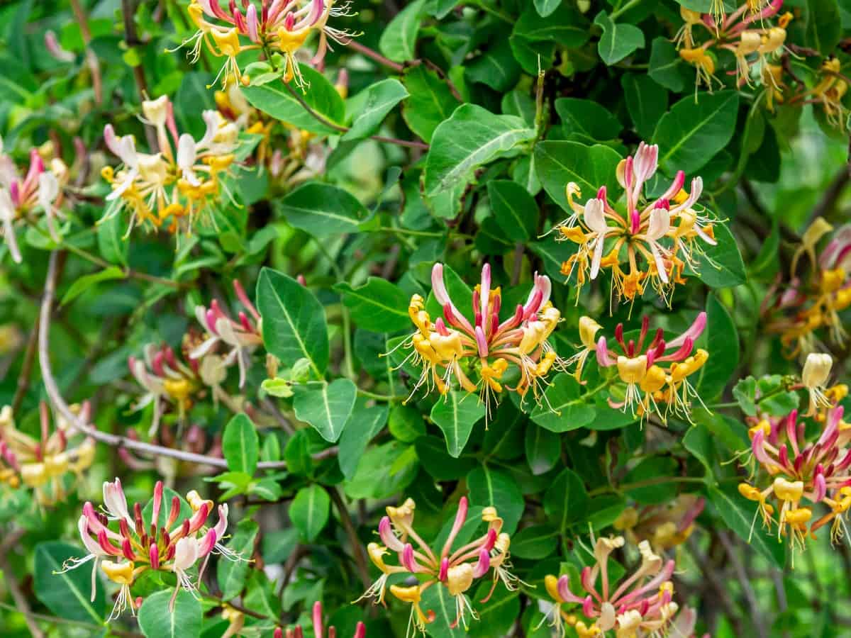 Keep common honeysuckle pruned so it doesn't become invasive.
