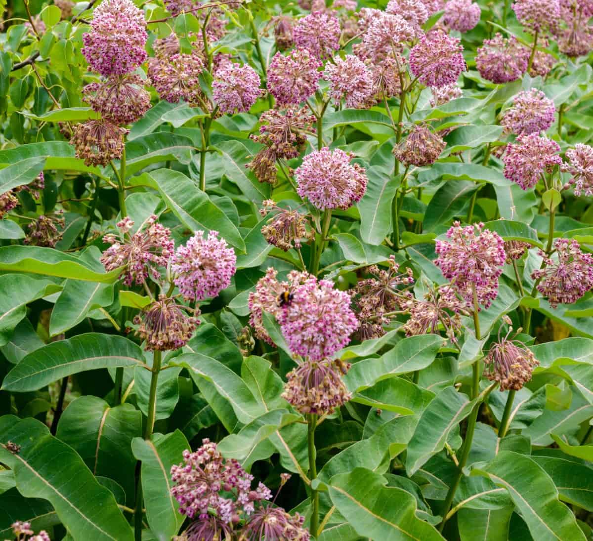 Common milkweed is the only host plant for monarch butterflies.