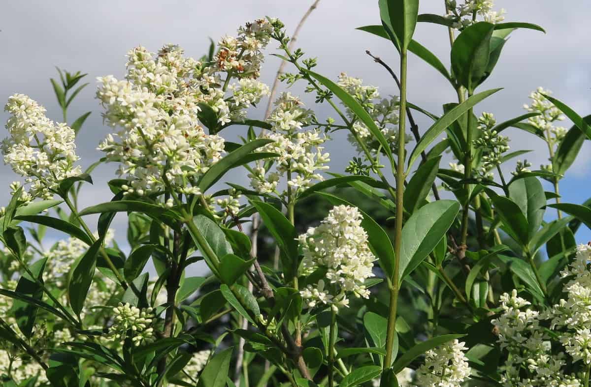 Common privet attracts pollinators.