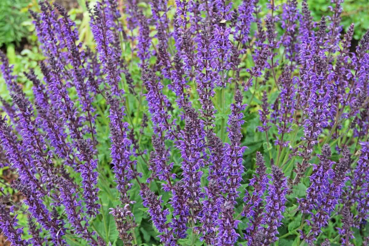 Common sage is an edible fragrant herb.