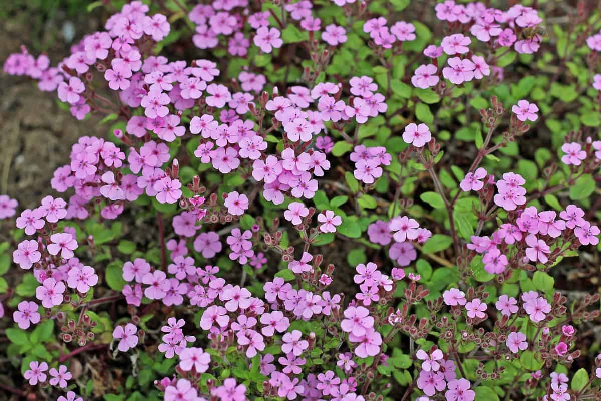 Common soapwort was used by US colonists as a soap product.