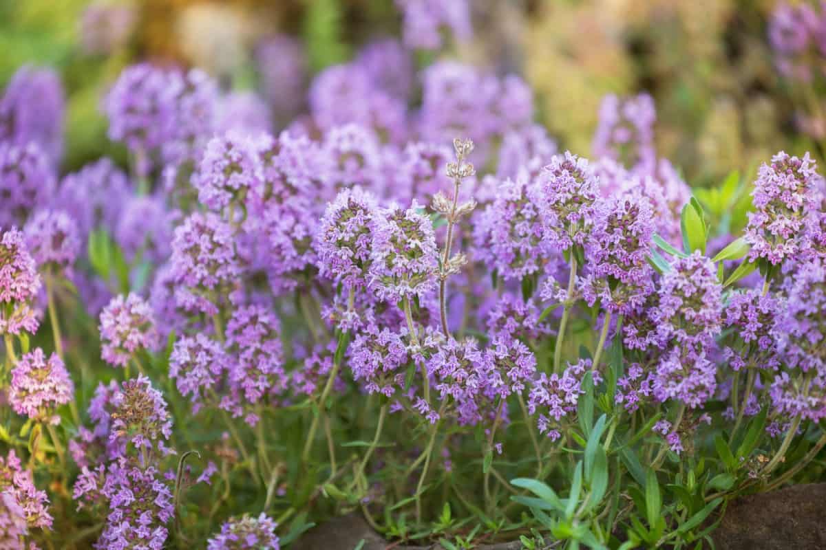 Common thyme is a drought-resistant herb.